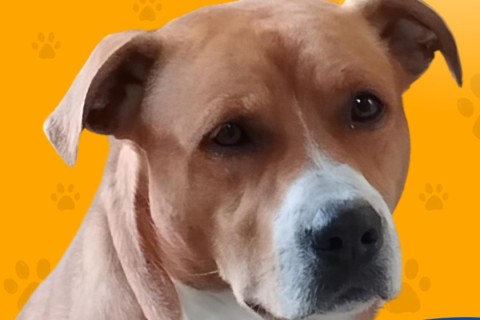 Pet Place Bruce é inaugurado em Jandira