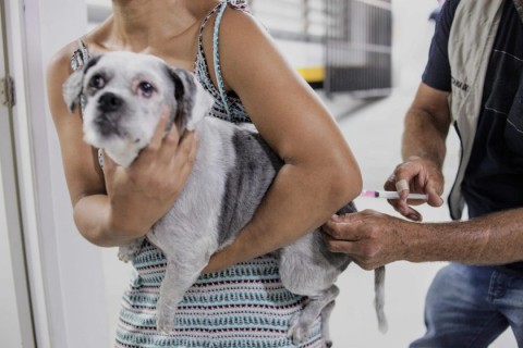 Hoje, (14) tem vacinação antirrábica para cães e gatos em Cotia